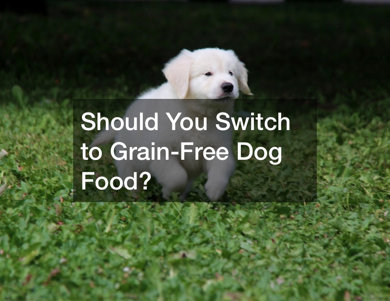 Should You Switch to GrainFree Dog Food? Boston Equator